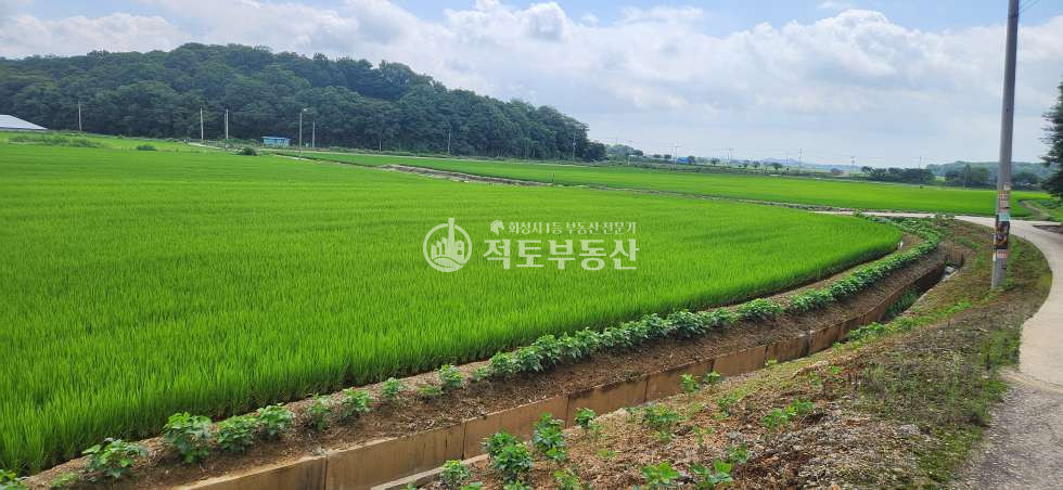 경기 화성만세구 서신면 용두리 #서신면 용두리 #농지 매매#포장 농로 접한 #524평 매매 매물번호 10439 사진 1