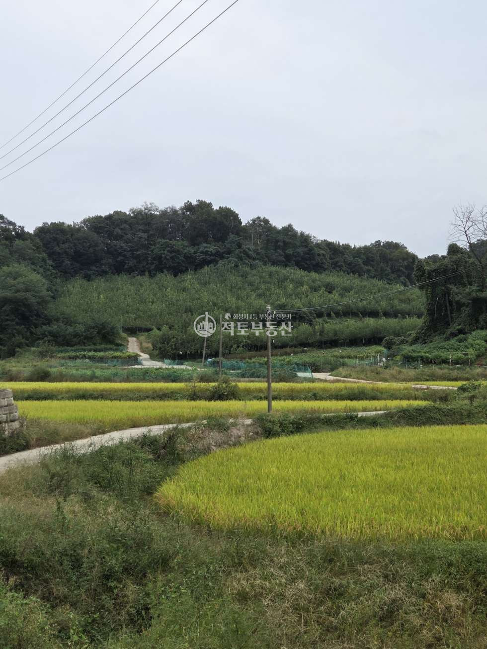 경기 안성시 대덕면 신령리 안성 대덕면 임야 과수원 매매 매매 매물번호 10049 사진 4